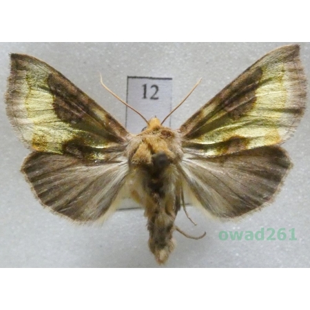Diachrysia stenochrysis (Warren, 1913) Czech12
